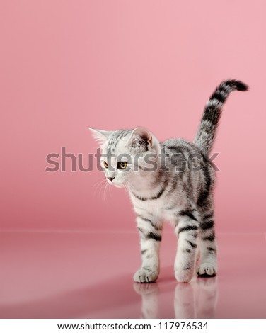 the grey  stripy beautiful little  kitten,  walk on pink  background , look stare