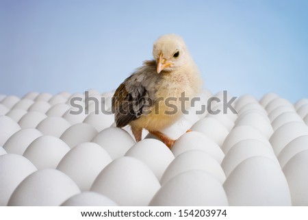 one yellow chicken nestling on many hen\'s-eggs, horizontal photo