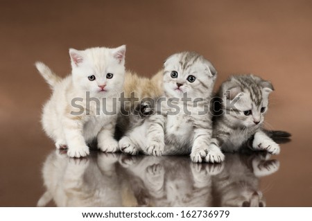 group of four fluffy  beautiful kitten, breed scottish-fold,  on brown  background