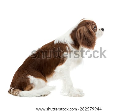 pure-bred dog, puppy Cavalier King Charles Spaniel, sit on white background, isolated