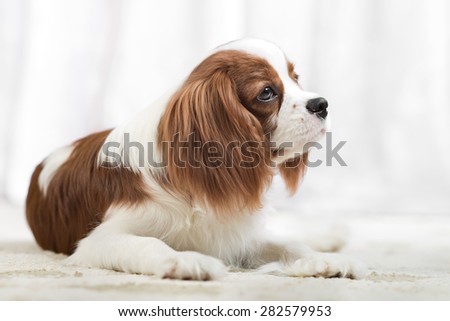 pure-bred dog, puppy Cavalier King Charles Spaniel, lie