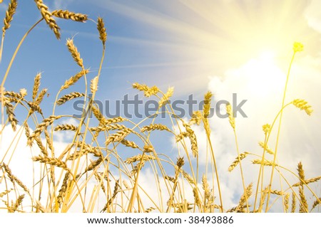 The wheaten field, the ripened cereal , Brightly the sun shines