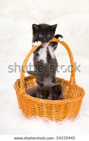 cute black and white cats and kittens. cute black and white cats