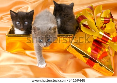three beautiful fluffy little kittens,in gold box-gift on gold background-cloth
