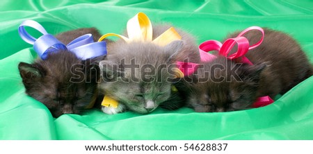 two black and one gray beautiful fluffy little kittens,  on green background cloth , sleep