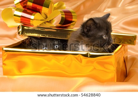 two beautiful fluffy little kittens,in gold box-gift on gold background-cloth