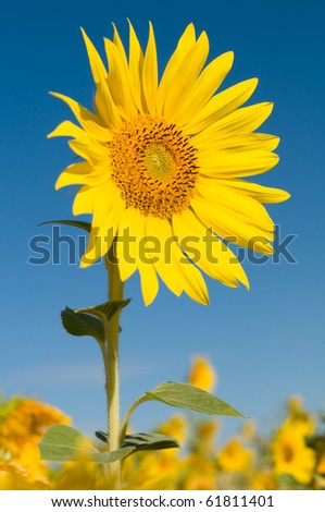 the lonely beautifull sunflower stand  against a background  sunflower- field and sky