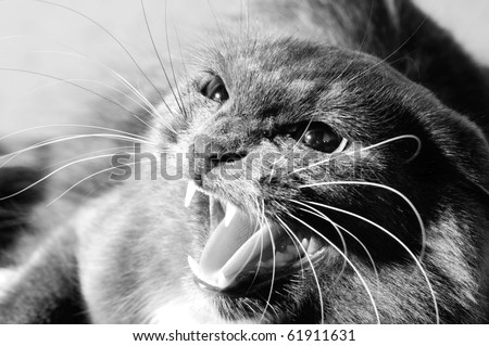 photo very agressive cat, cry, closeup, black and white color