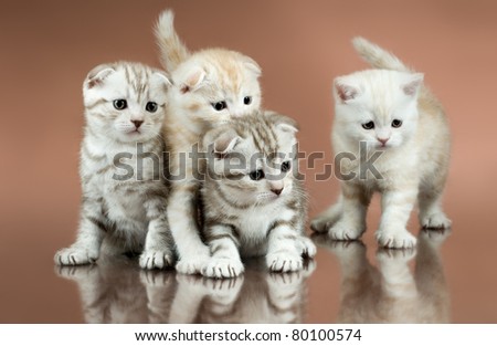 group of four fluffy  beautiful kitten, breed scottish-fold,  on brown  background
