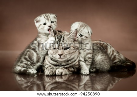 family group of three fluffy  beautiful kitten with mother, breed scottish-fold,  lie on brown  background