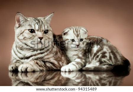 family group of two fluffy  beautiful kitten with mother, breed scottish-fold,  lie on brown  background