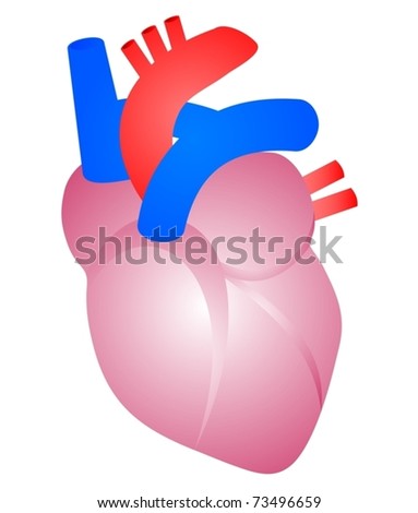 human heart drawing. Drawing of a human heart