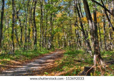 Footpath through sun dappled birch autumn forest. Sunny day.