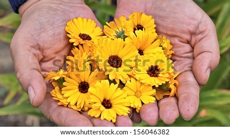 A closeup view of a  flower laying in hands.