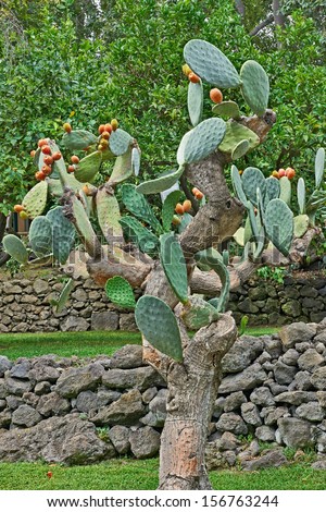 Prickly pear cactus with fruit. The fruit, known as tuna, are used for food.