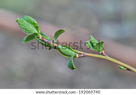 Branches of a birch tree with fresh new leaves in the spring
