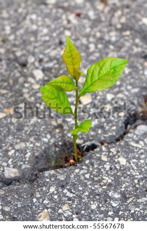 Young plant break through the asphalt. Green power. Closeup.