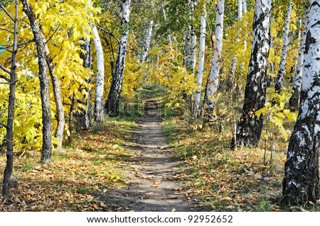 Footpath through sun dappled birch autumn forest. Sunny day.