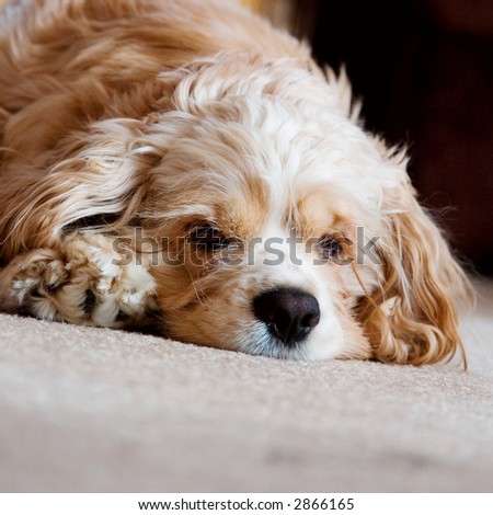 A dog sits on the carpet and poses