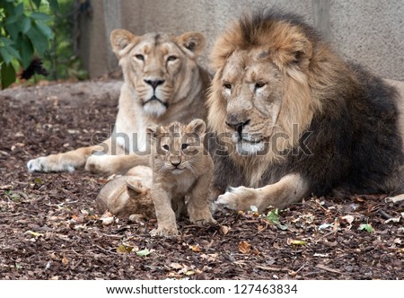 family of lions male female and cub