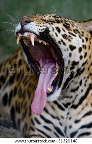 jaguar with open mouth