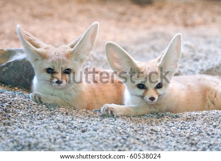 pair of small african desert fox