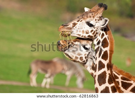 couple of giraffe eating grass together