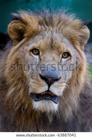 portrait of male lion face