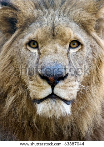 black and white lion face. portrait of male lion face