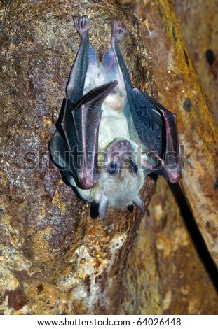bat hanging upside down in the cave