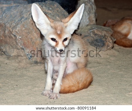 fennec desert fox standing in sand