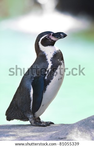 humboldt penguin standing in natural environment