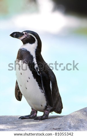 humboldt penguin standing in natural environment