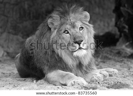 male lion laying on the sand