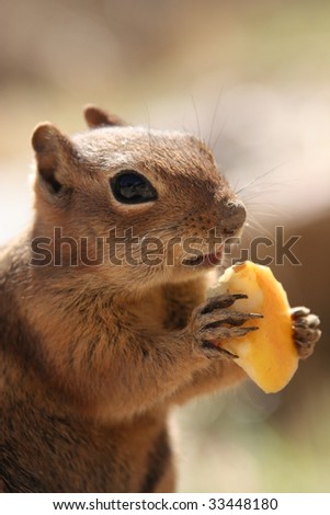 Chipmunk eating apple