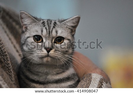 Cat on a colorful background