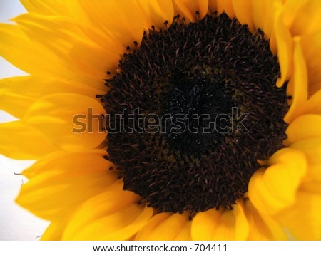 sunflower sun flower macro