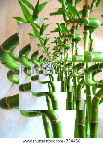 infinity bamboo