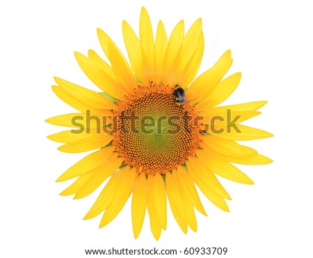 sunflower and bee isolated on white