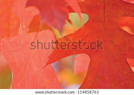 Red Oak Leaf In Autumn, Macro Closeup Background