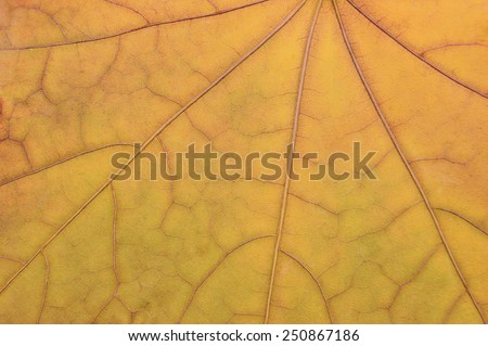 Fallen golden yellow maple leaf texture pattern, autumn fall grunge vintage herbarium abstract background, large detailed horizontal grungy textured vivid copy space macro closeup