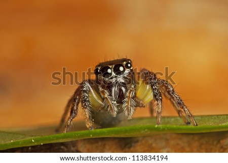 a cute jumping spider
