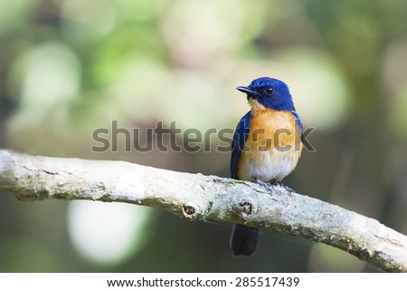 Cute male bird of mangrove blue flycatcher