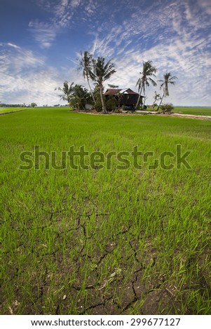 Paddy field and the farmer\'s house.\
Rice is main food in ASIAN country, it\'s seeds of a semi-aquatic grass. Some farmer still stay by their paddy field.