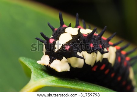 3 colored caterpillar
