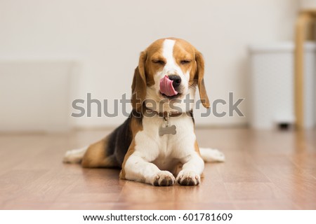 Puppy Beagle 7 months lying on the floor delivering the tongue