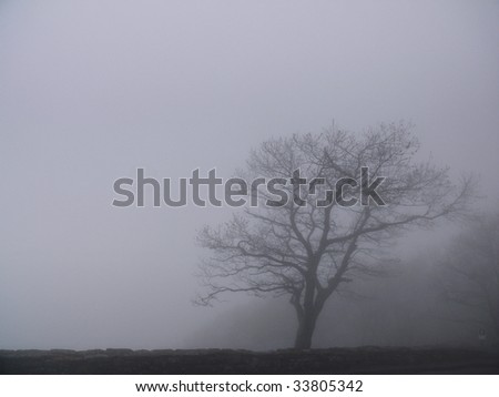 A tree stands alone during a misty day in Shenandoah National Park
