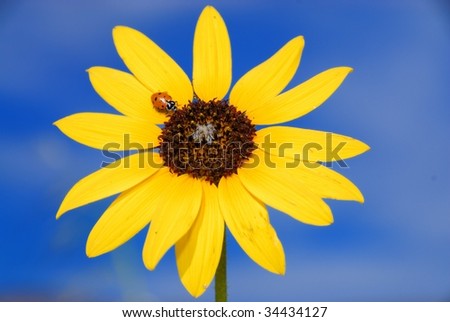 Lady bug and her sunflower