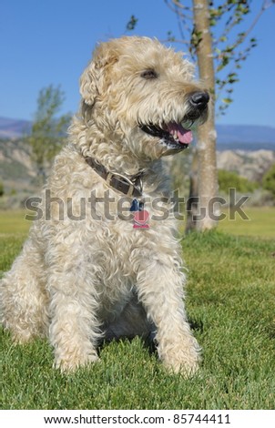 Wheaten terrier