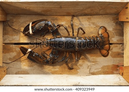 Fresh Raw lobster